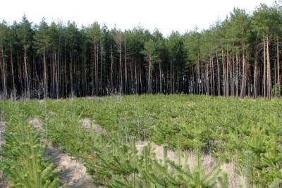 Губернатор Островский ратует за восстановление смоленских лесов