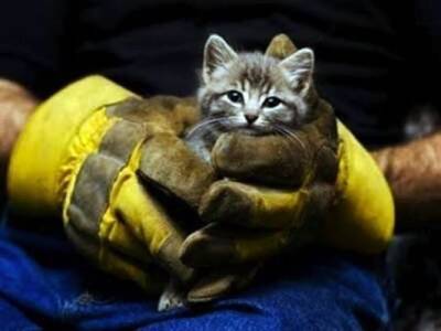 Стахановские пожарные спасли пенсионера и его котят от пожара