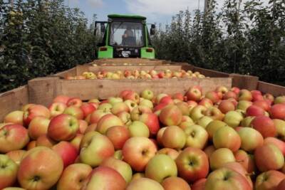Урожай яблок в Ингушетии на треть превысил прошлогодний