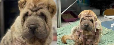 В Новосибирске спасают больного щенка шарпея, брошенного в заснеженном лесу
