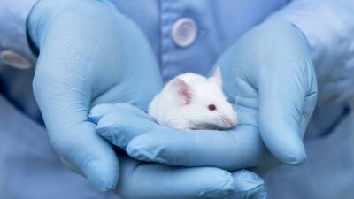 Вакцину от болезни Альцгеймера успешно испытали на мышах