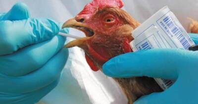 Вспышка птичьего гриппа в Европе и Азии: вирус зафиксирован в нескольких странах