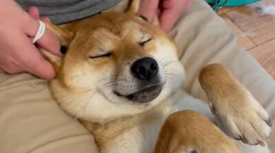 Хорошо устроилась: собачка своим видом во время массажа очаровала YouTube