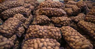 Беларусь за 9 месяцев текущего года экспортировала 90 тыс. т картофеля