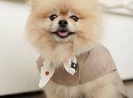 Знайомся: соціально свідомий бренд для собак Petite Mo