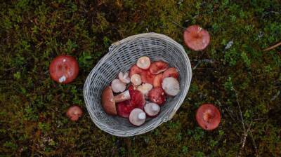 Мать назвала грибы, которые перед смертью съели двойняшки в Воронежской области