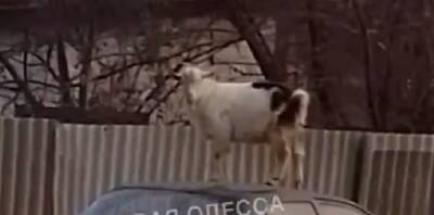 В Одессе козел забрался на крышу иномарки: курьезное видео - politeka.net - Украина - Одесса - район Суворовский