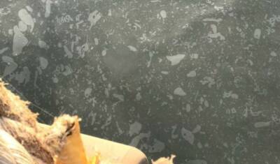 Разлив подсолнечного масла произошел в акватории Днепро-Бугского лимана в результате аварии - politeka.net - Украина
