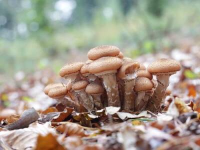 Эксперт Дьяков рассказал, каким зимним грибам не страшны морозы