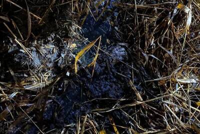 Пропавшего в Печорском районе мужчину нашли убитым в болоте