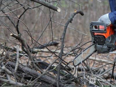 Более 300 деревьев незаконно срубили в Сергачском районе