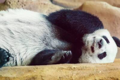 Заселение панд и расширение: в Ленинградском зоопарке ответили на вопросы о планах на будущее