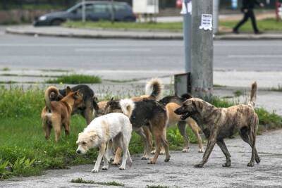 В Петербурге отловят 1200 бездомных животных за 17 млн рублей
