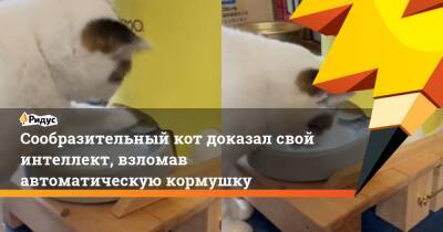Сообразительный кот доказал свой интеллект, взломав автоматическую кормушку