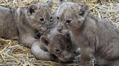 В немецком зоопарке родилась тройня львят
