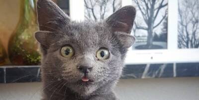 Курьез: уникальная кошка с четырьмя ушами покорила пользователей Сети (ФОТО)