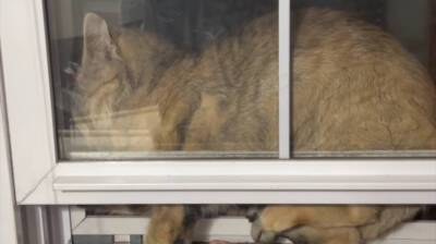Как он это сделал? Кот застрял между окон – пришлось проводить целую спасательную операцию! (Видео)