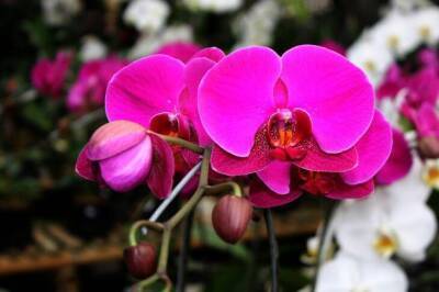 Как правильно поливать орхидею дома: непростительные ошибки хозяек