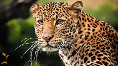 Москвичка придумала имя для краснокнижного леопарда