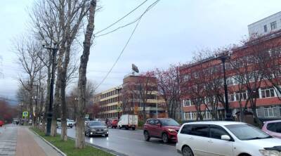 Сахалинским провайдерам грозят штрафы за кабели на деревьях