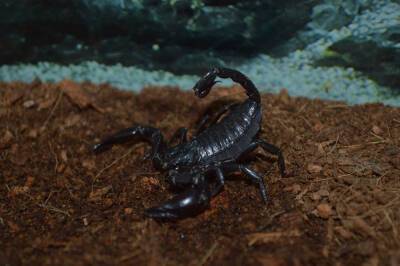 Азиатский лесной скорпион появился в сахалинском зоопарке