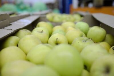Диетолог посоветовала людям с гастритом и язвой отказаться от яблок
