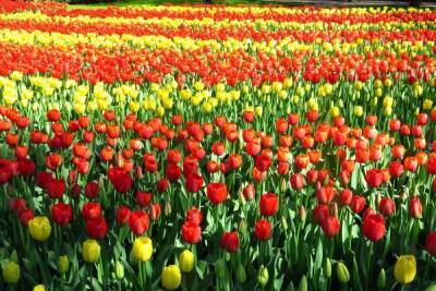 В Рыбинске высадили 12 000 тюльпанов