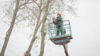 Вадим Супиков помог с опиловкой аварийных деревьев