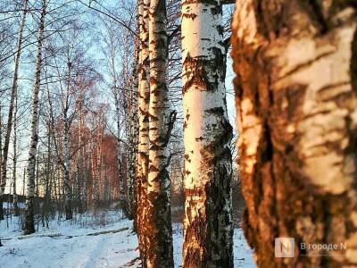 80 800 деревьев и кустарников высадили в Нижнем Новгороде в 2021 году