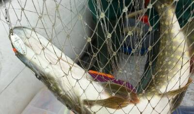 Под Тюменью обнаружены множественные нарушения санитарных норм на рыбном комбинате