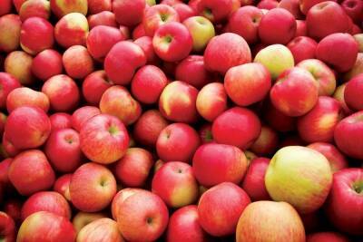 Диетолог Кораблева: яблоки вредны при гастрите и язвах