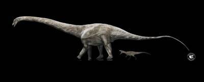 Анализ окаменелостей позволил найти самого длинного динозавра в истории