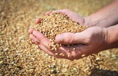 Названы проблемы сбыта зерна аграриев Тернопольщины