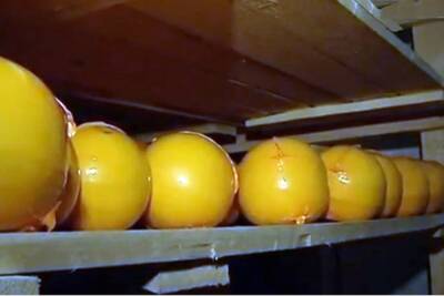 Вохомские сыровары наращивают производство костромского сыра на новом оборудовании