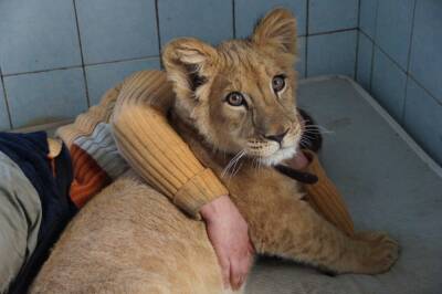 Фото: «Велес» спас львенка от безответственных хозяев