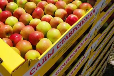 Ставропольские яблоки победили в народном голосовании конкурса «Вкусы России»
