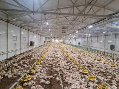 На птицефабрике в Новомалыклинском районе погибло 22 тысячи цыплят