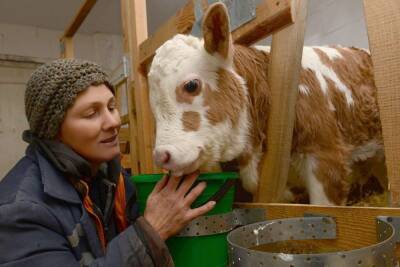 В Липецкой области на фермерских хозяйствах растет поголовье скота