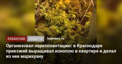 Организовал наркоплантацию: в Краснодаре приезжий выращивал коноплю в квартире и делал из нее марихуану