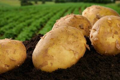 В Германии значительно повысились цены на картофель