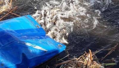 Зарыбление сазаном реки Икорец стало частью программы экологической реабилитации