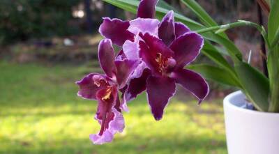 Самые устойчивые и простые в уходе орхидеи для дома