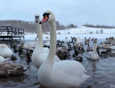 Минприроды Удмуртии призывает жителей спокойнее относиться к лебедям на прудах