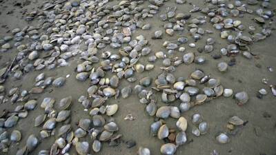 Тысячи моллюсков выбросило на берег Охотского моря