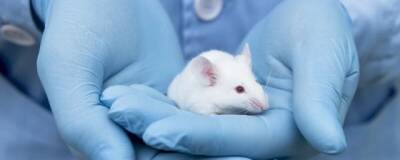Экспериментальную вакцину против болезни Альцгеймера успешно испытали на мышах