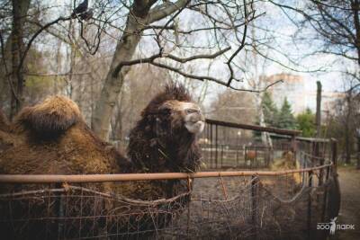 Пензенский зоопарк объявил о переходе на зимний режим работы