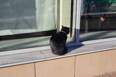 Кот «заемщик», появившийся возле банка, позабавил жителей Твери