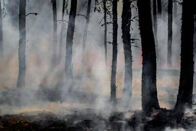 Турция разрешила подозреваемым в поджоге леса россиянам вернуться домой