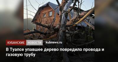 В Туапсе упавшее дерево повредило провода и газовую трубу - kubnews.ru - Туапсе