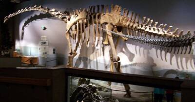 Палеоантологи из США: Суперзавр может быть самым длинным динозавром в истории